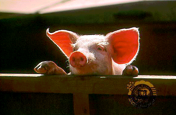 Pig Picture